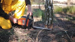 Best Stump Grinding and Removal  in Fairmount, GA