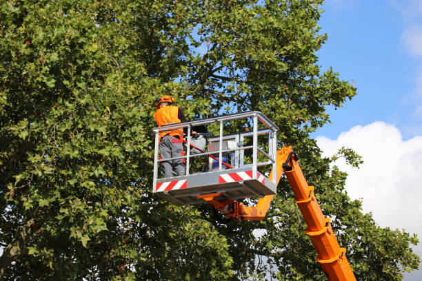 Best Utility Line Clearance  in Fairmount, GA