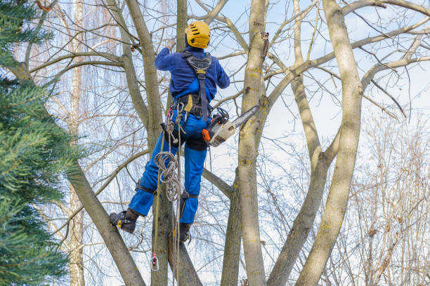 Best Tree Removal  in Fairmount, GA