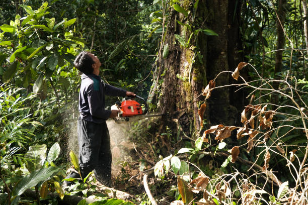 Best Hazardous Tree Removal  in Fairmount, GA