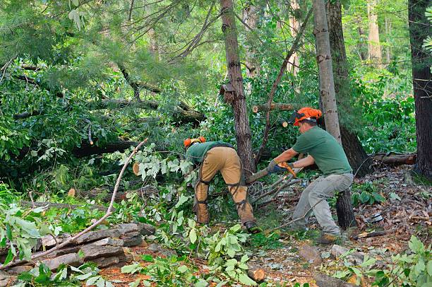 Best Hedge Trimming  in Fairmount, GA